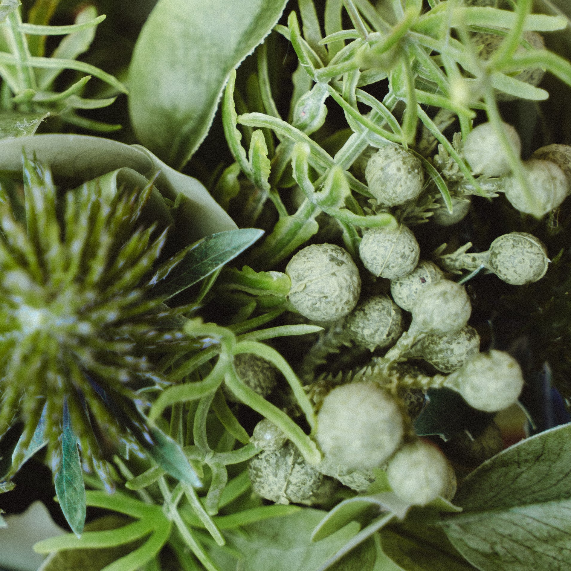 Artificial Eryngium and Bruniaberry in Plastic Pot with Cochinchinese Asparagus – Real Touch Indoor Tabletop Display